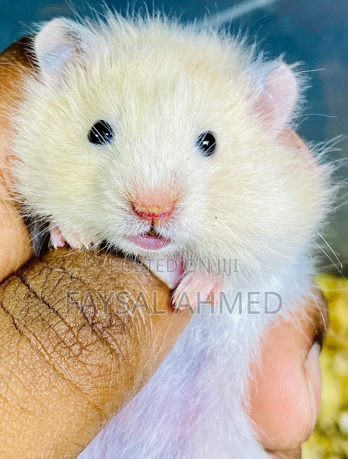 সিরিয়ান হ্যামস্টার। Syrian Hamster. বিলাতি ইঁদুর