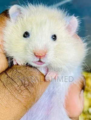 সিরিয়ান হ্যামস্টার। Syrian Hamster. বিলাতি ইঁদুর