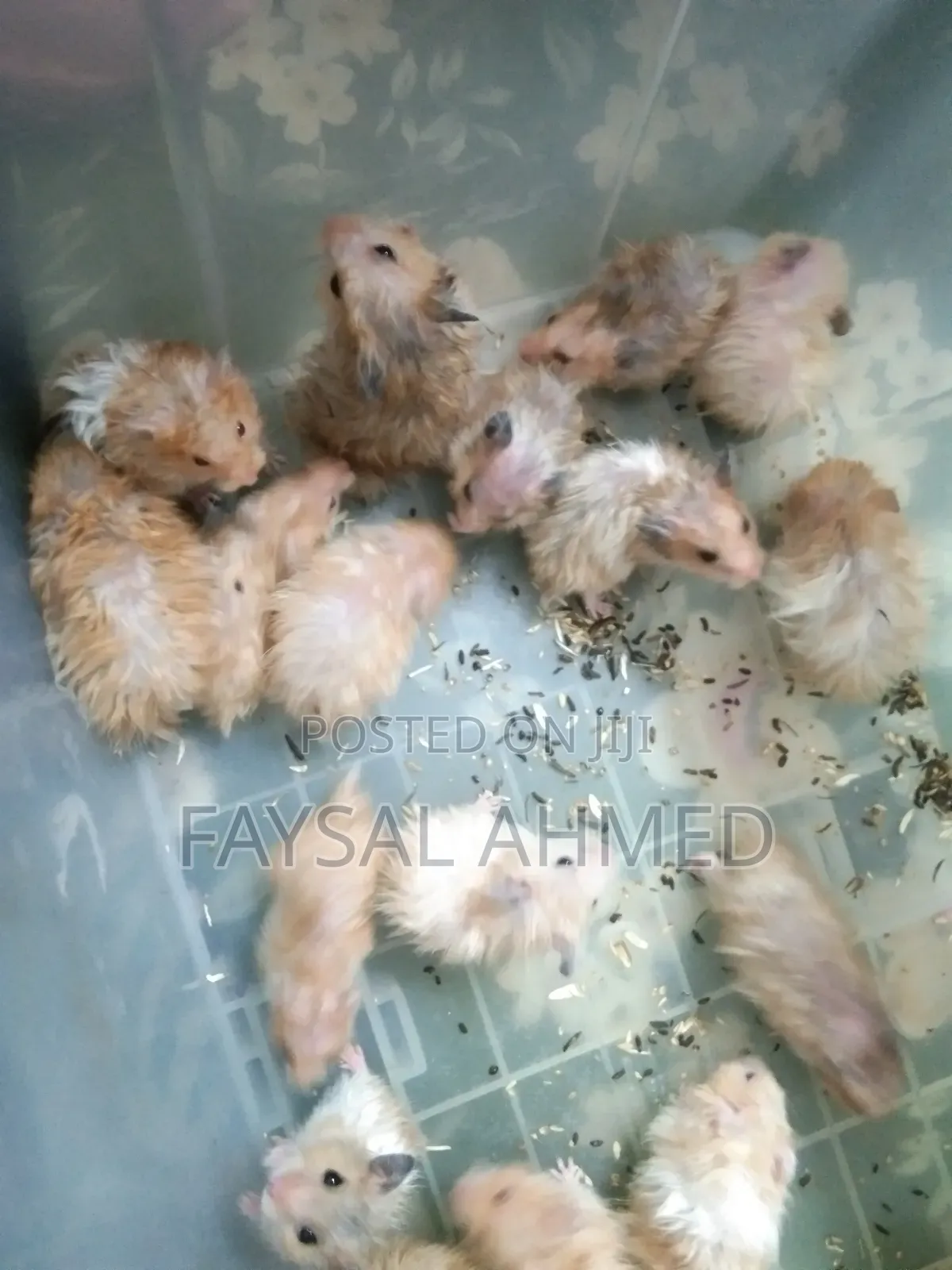 সিরিয়ান হ্যামস্টার। বিলাতী ইদুর। Siriyan Hamester