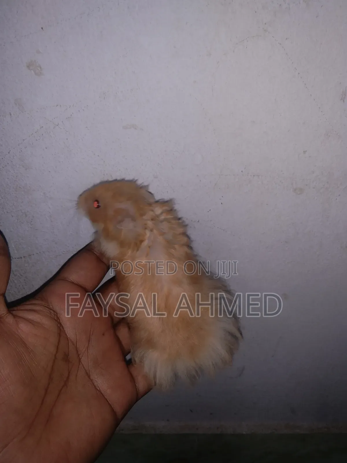 Syrian Hamster, সিরিয়ান হ্যামস্টার, বিলাতি ইঁদুর