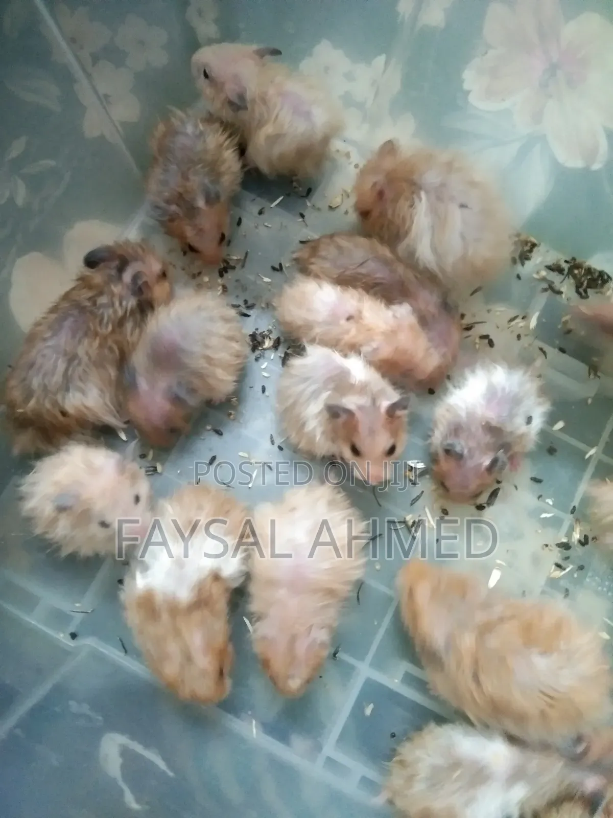 হ্যমিষ্টার /বিলাতী ইদুর। Hamster