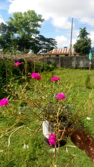 Photo - পর্তুলিকা ফুল গাছ/ Time Flower