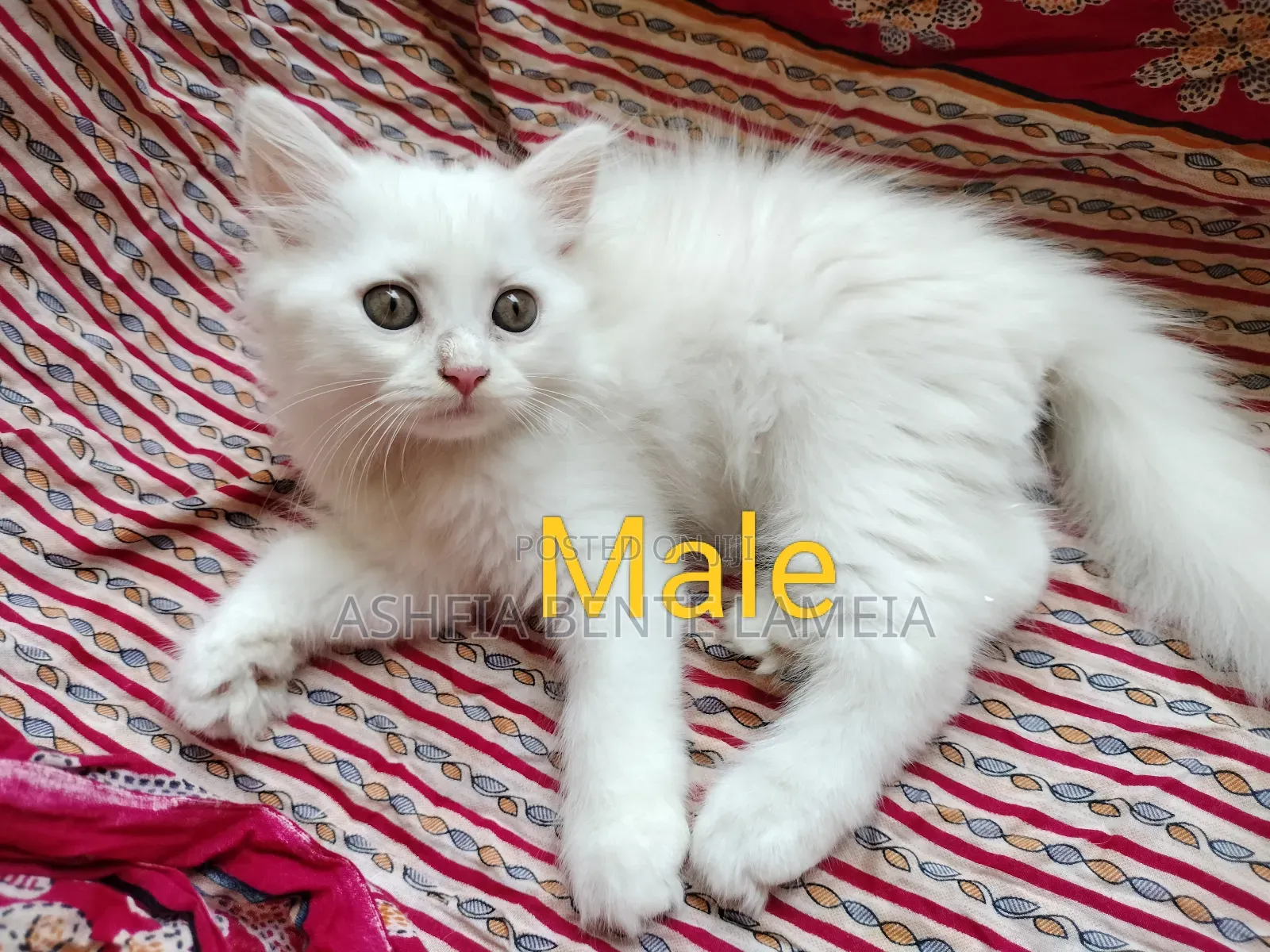 1-3 Months Female Purebred Persian