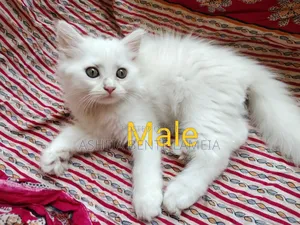 1-3 Months Female Purebred Persian