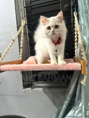 Photo - 3-6 Months Female Purebred Persian