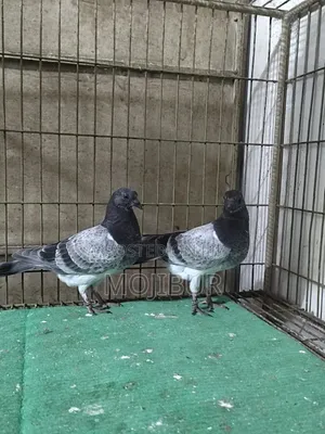 Photo - Budapest Baby Pair