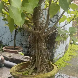Photo - Bonsai 7 Years Old