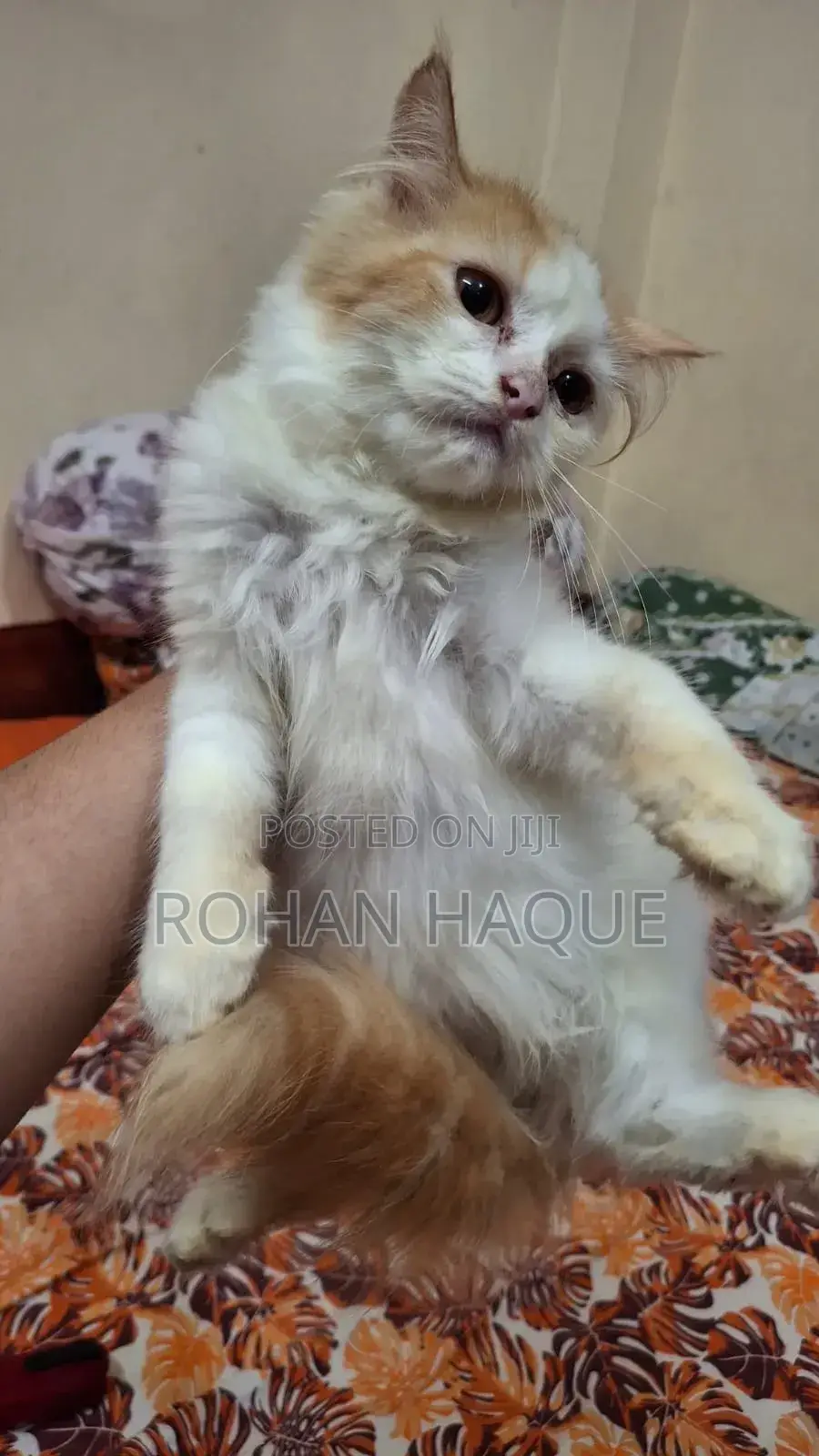 1-3 months Female Purebred Persian
