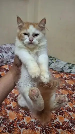 1-3 months Female Purebred Persian