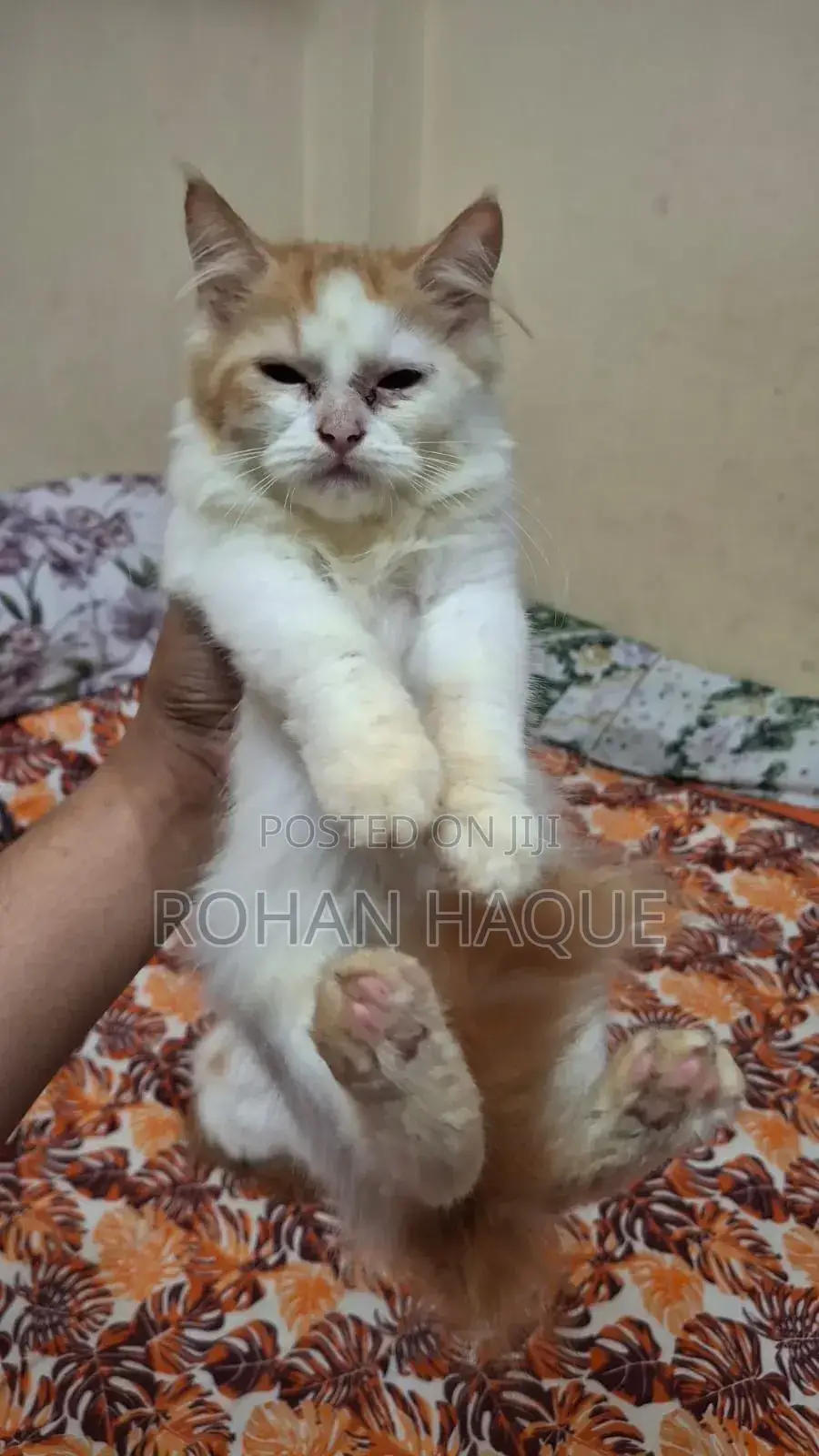 1-3 months Female Purebred Persian