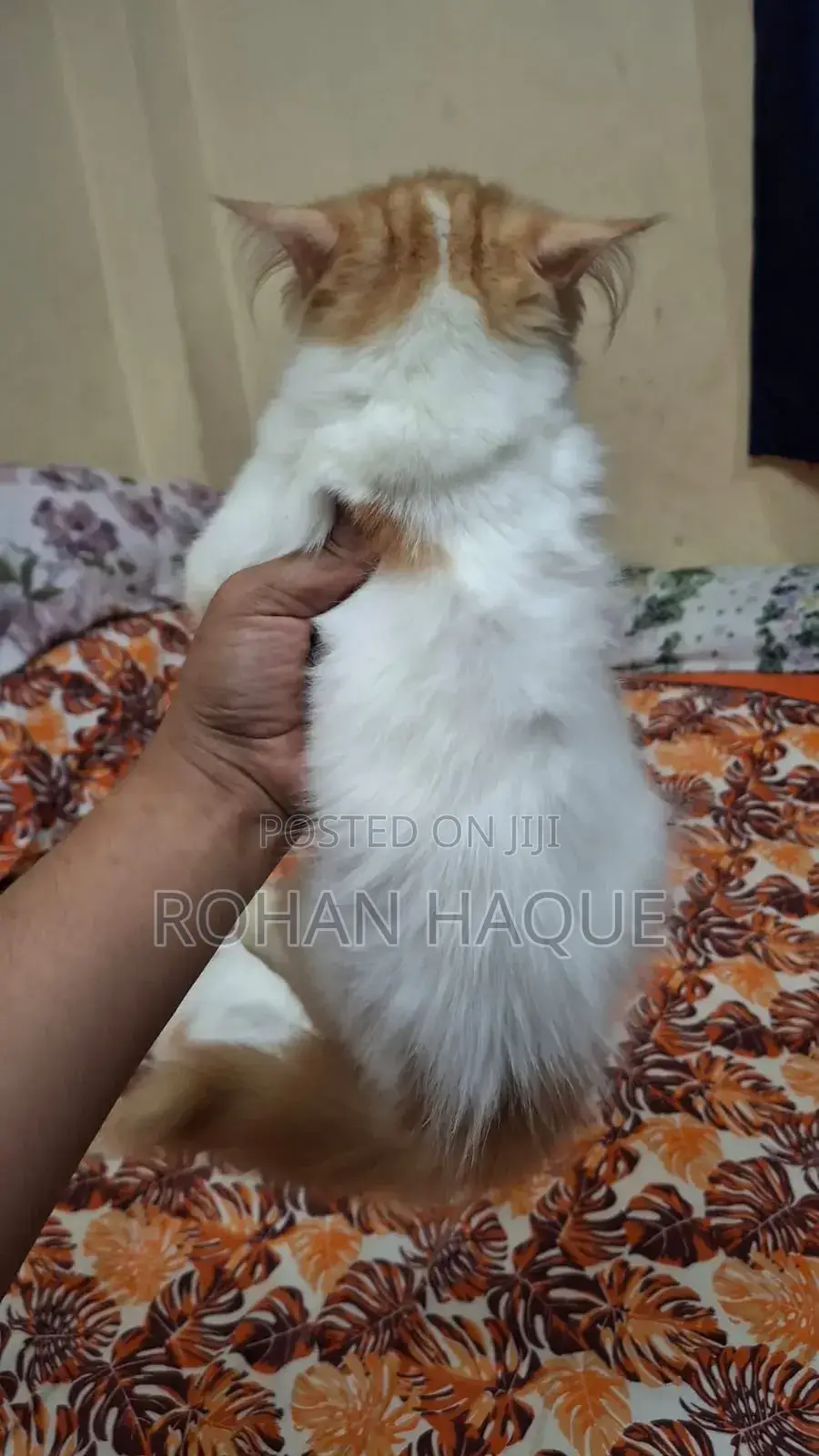 1-3 months Female Purebred Persian