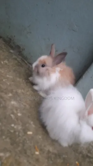 1-3 months Male Purebred Cat