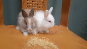 1-3 months Male Purebred Cat