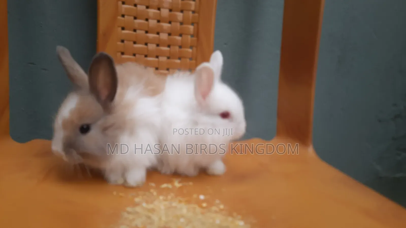 1-3 months Male Purebred Cat