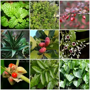 Photo - Buy Fruit, Forest Indoor Plants Online in Bangladesh