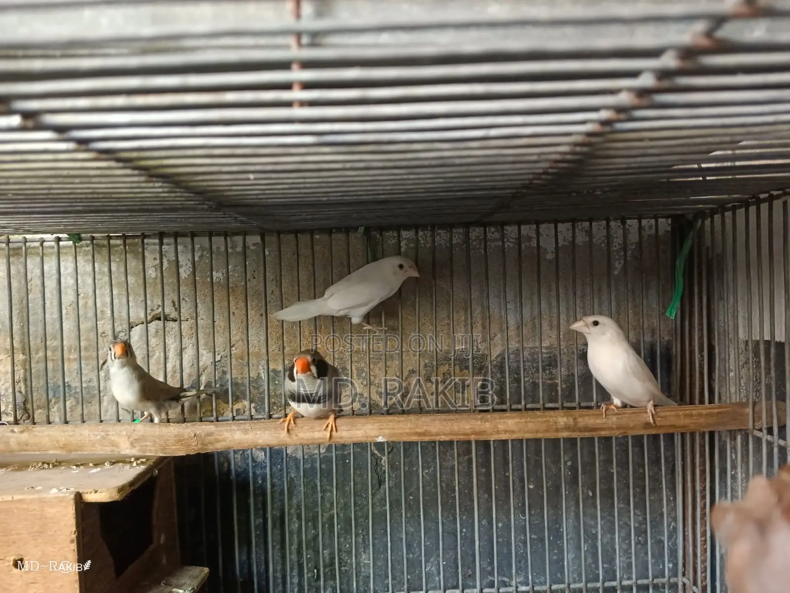 Zebra Finch Crested Bengoli