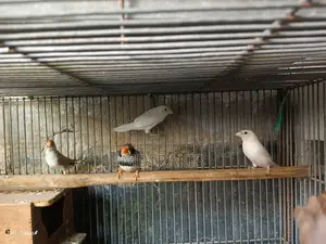 Photo - Zebra Finch Crested Bengoli