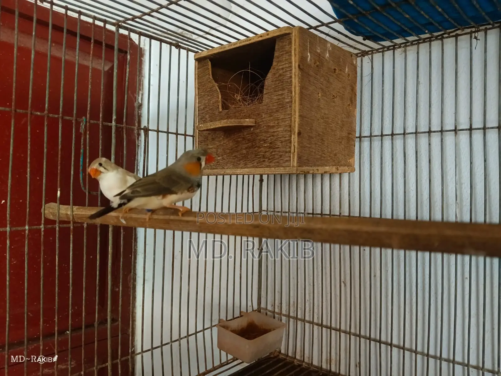 Zebra Finch Crested Bengoli