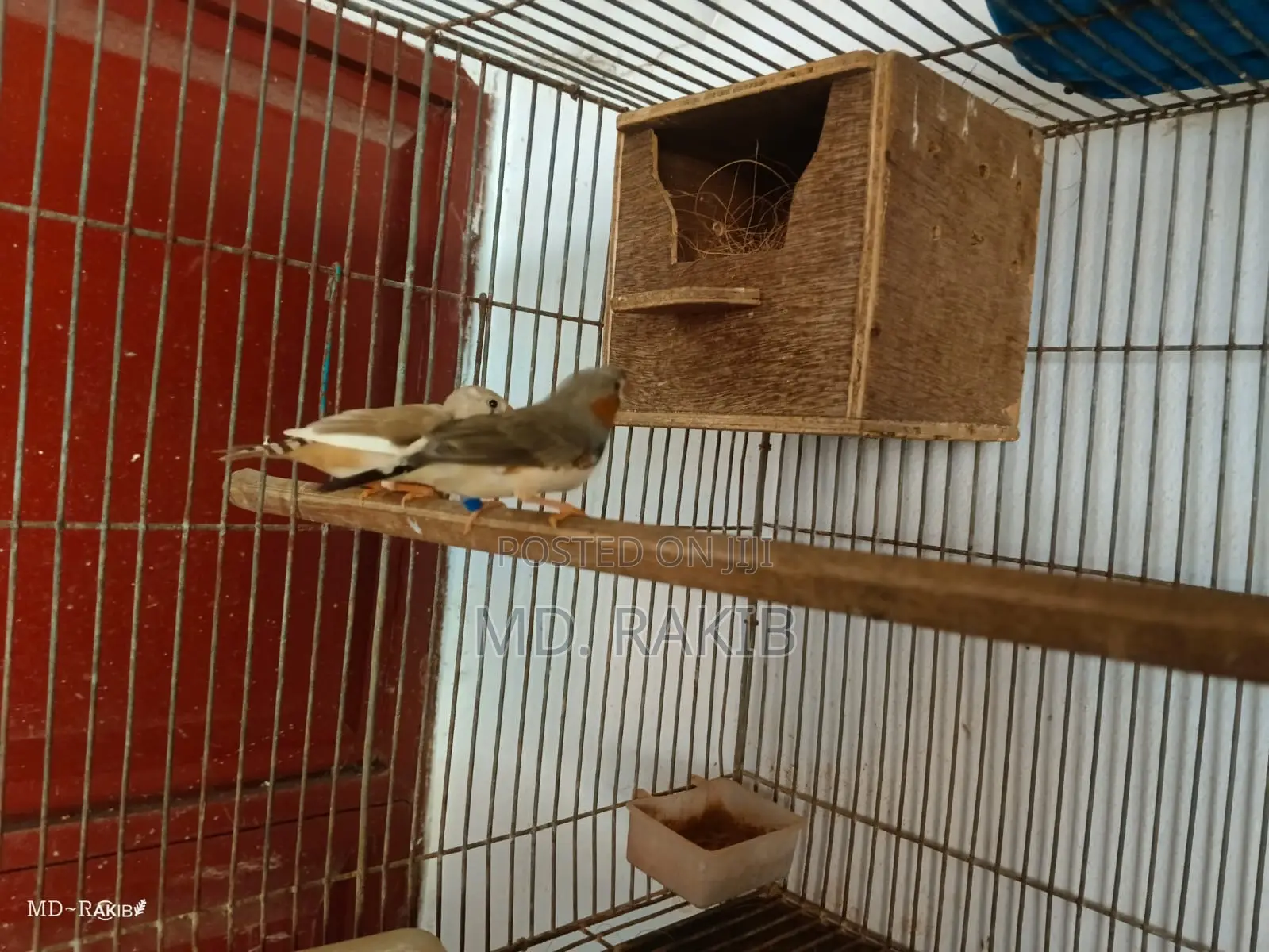 Zebra Finch Crested Bengoli