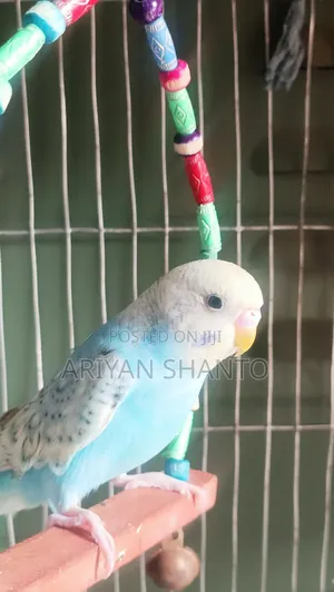 Photo - Bajrigar Pakhi