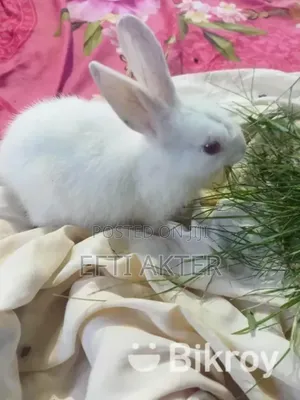 Photo - Firm Product