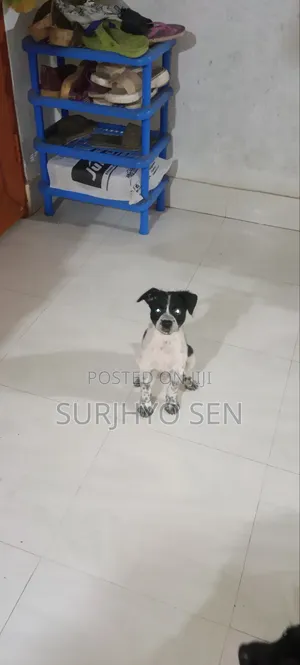 Photo - 1-3 months Male Purebred Japanese Spitz