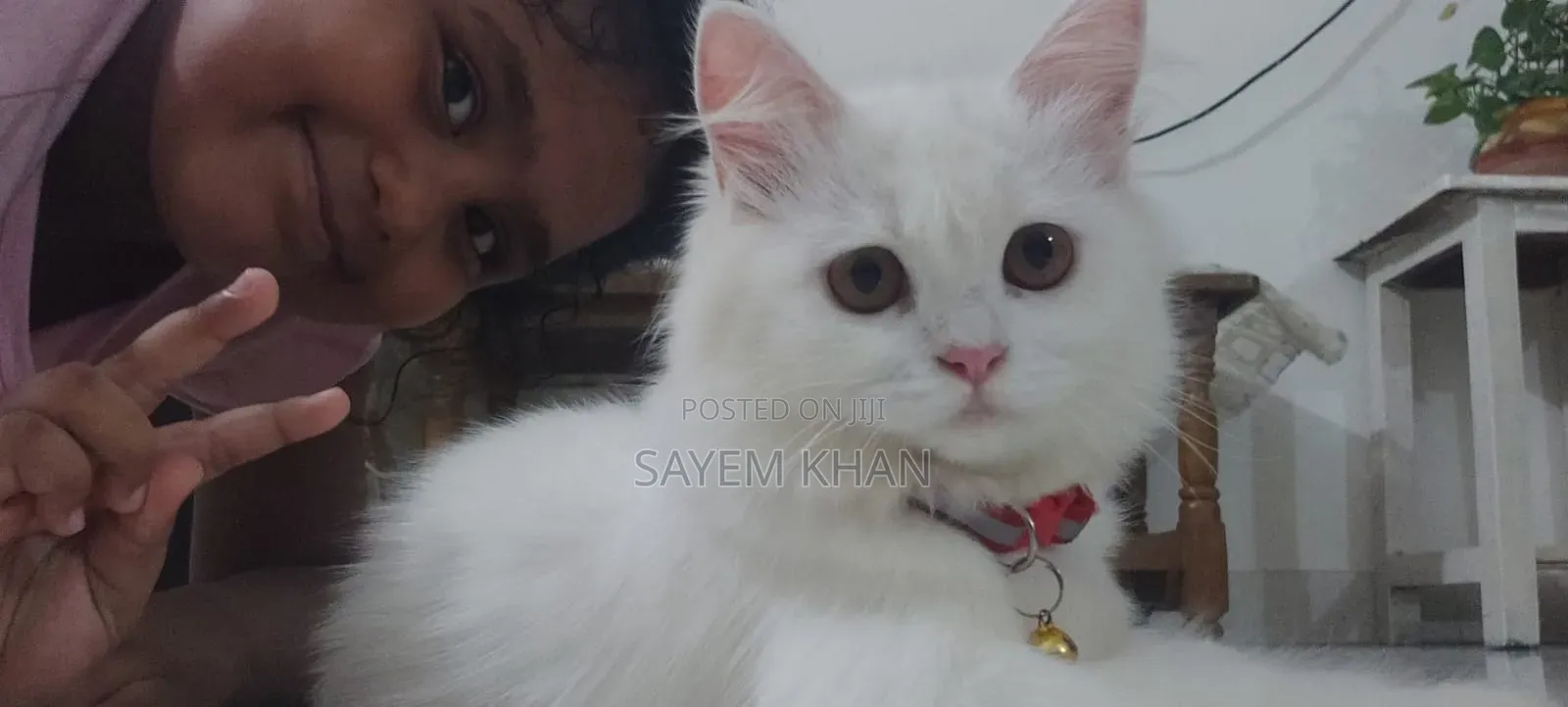 3-6 months Female Purebred Persian