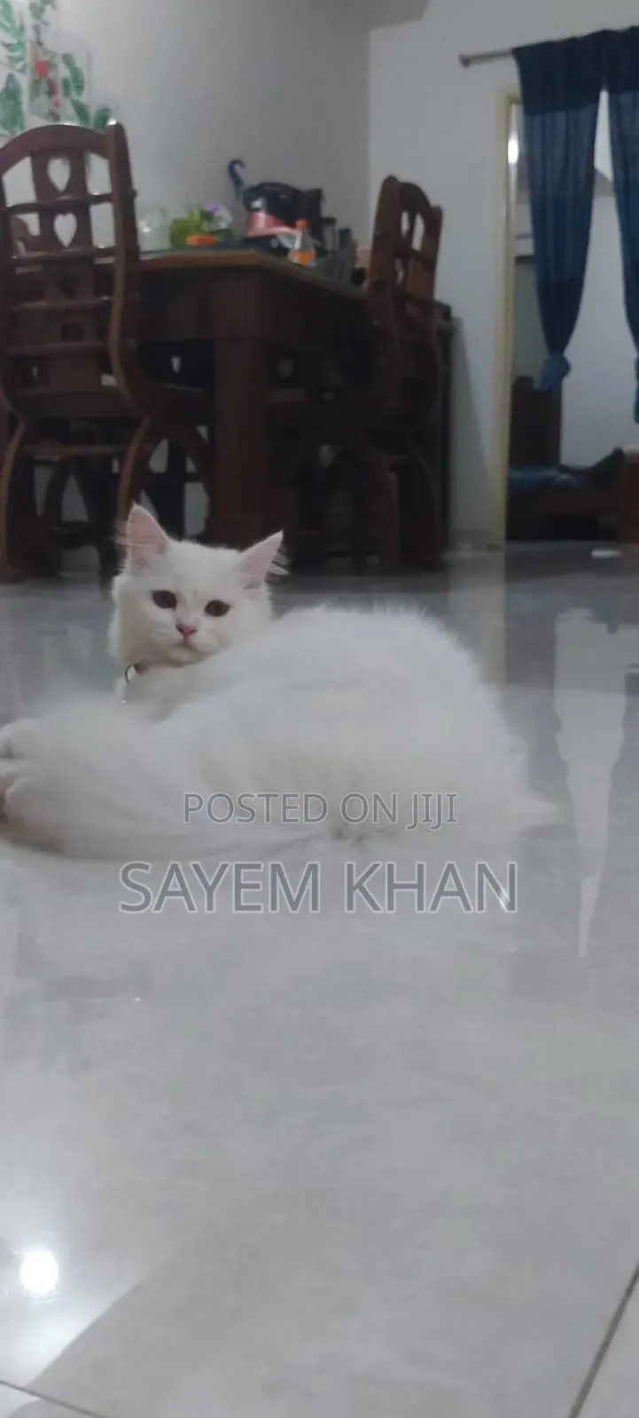 3-6 months Female Purebred Persian