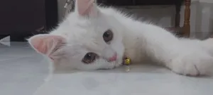 3-6 months Female Purebred Persian