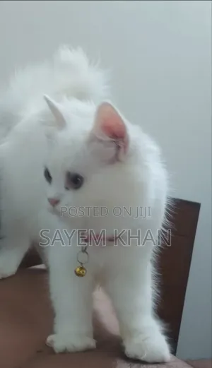 3-6 months Female Purebred Persian