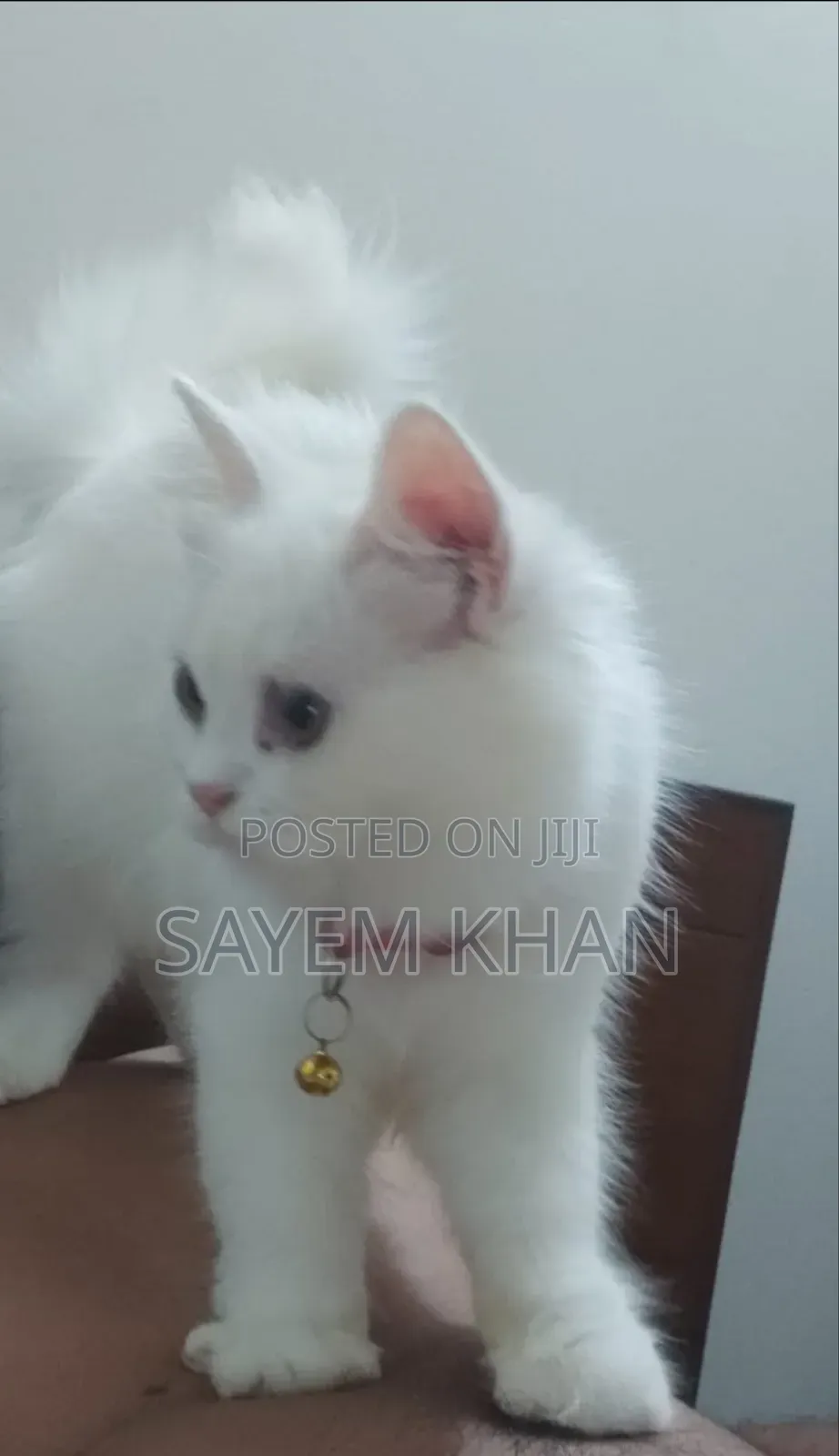 3-6 months Female Purebred Persian