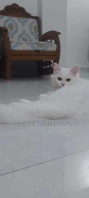 3-6 months Female Purebred Persian