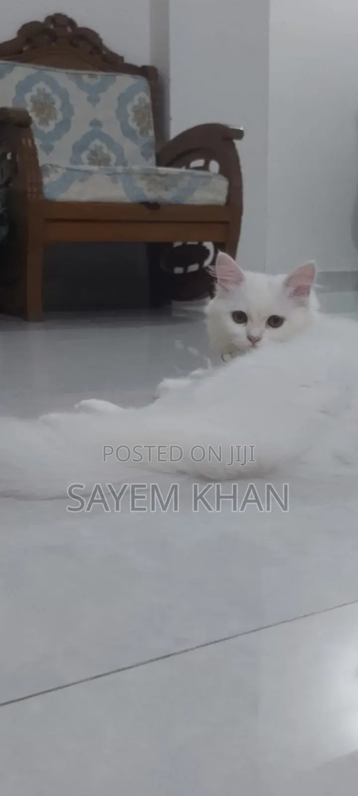 3-6 months Female Purebred Persian