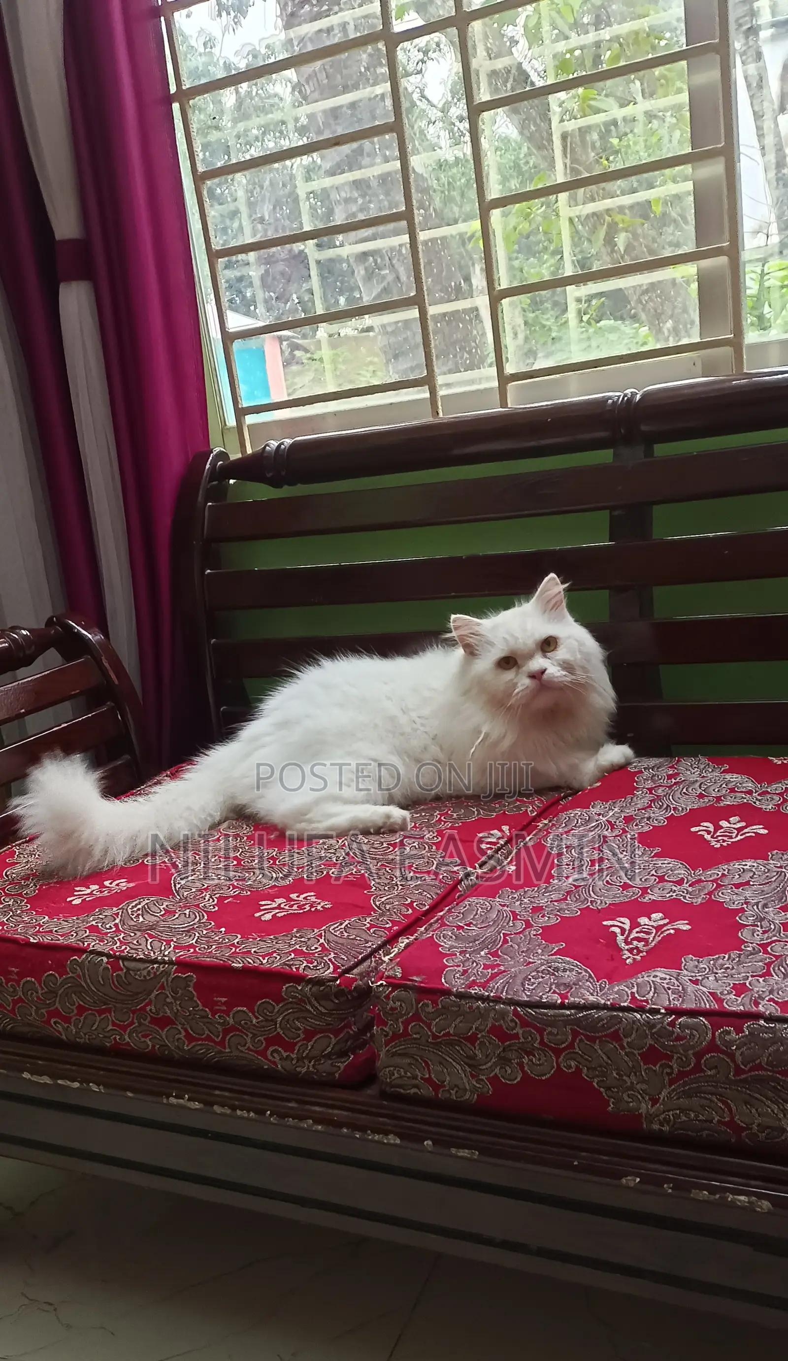 1+ year Male Mixed Breed Persian