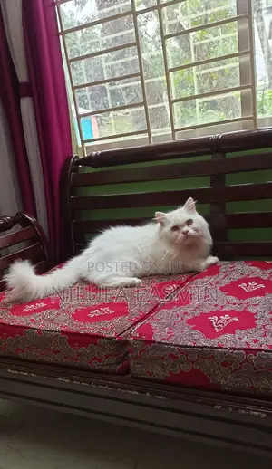 1+ year Male Mixed Breed Persian