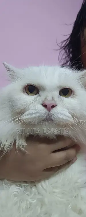 Photo - 1+ year Male Mixed Breed Persian