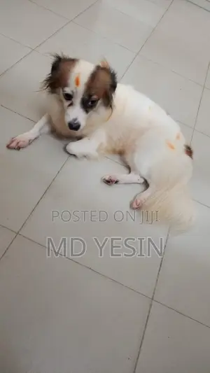 Photo - 1+ year Female Mixed Breed Japanese Spitz