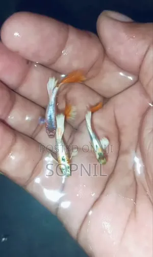 Photo - 1জুরা Mixed Guppy