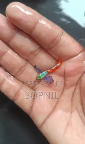 1জুরা Mixed Guppy