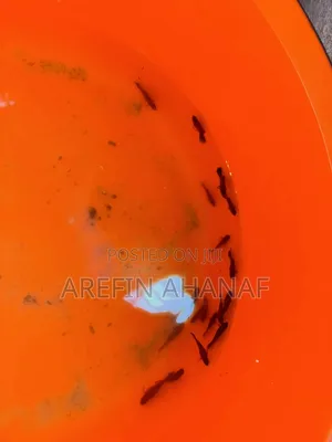 Photo - Fish Aquarium