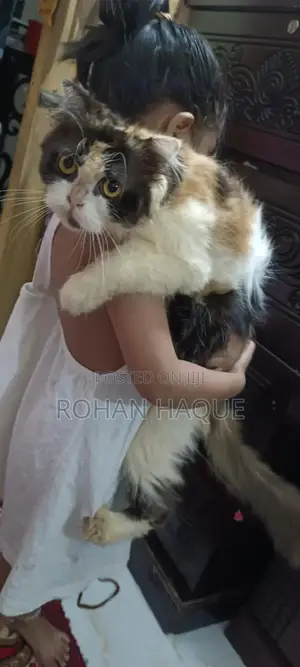 Photo - 1+ Year Female Purebred Persian