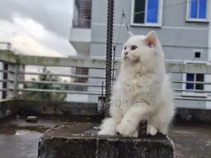 3-6 Months Female Purebred Persian