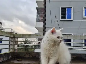 3-6 Months Female Purebred Persian