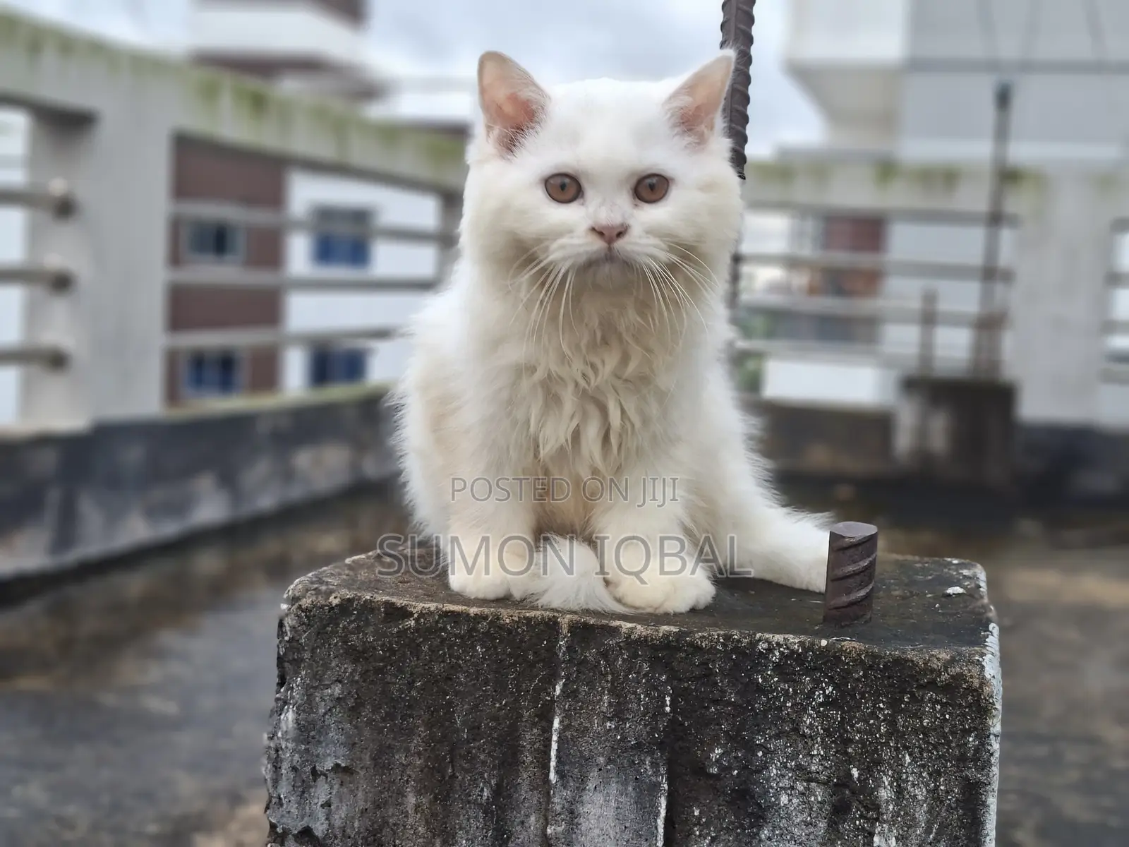 3-6 Months Female Purebred Persian