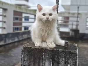 3-6 Months Female Purebred Persian