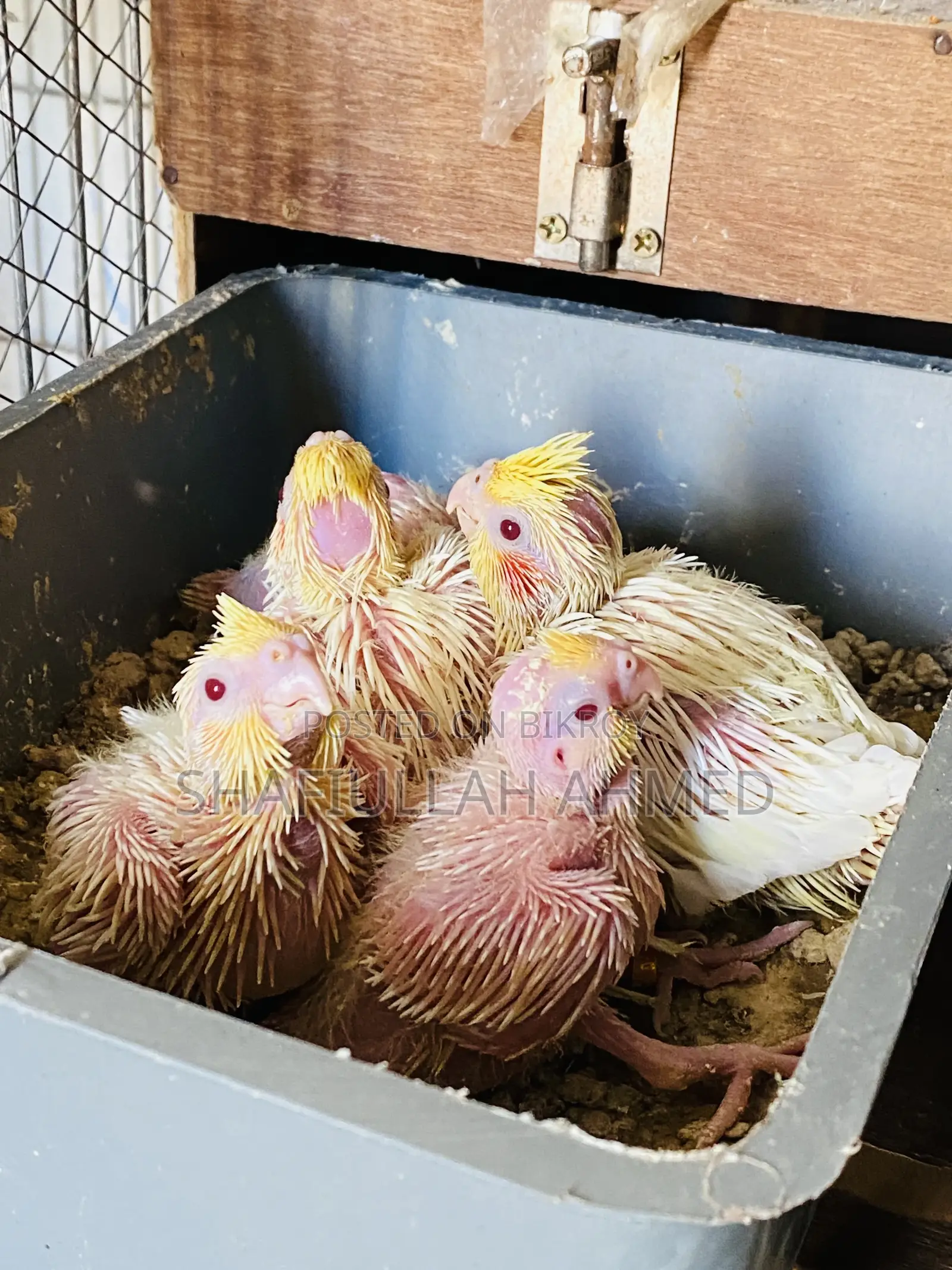 Lutino Cockatiel