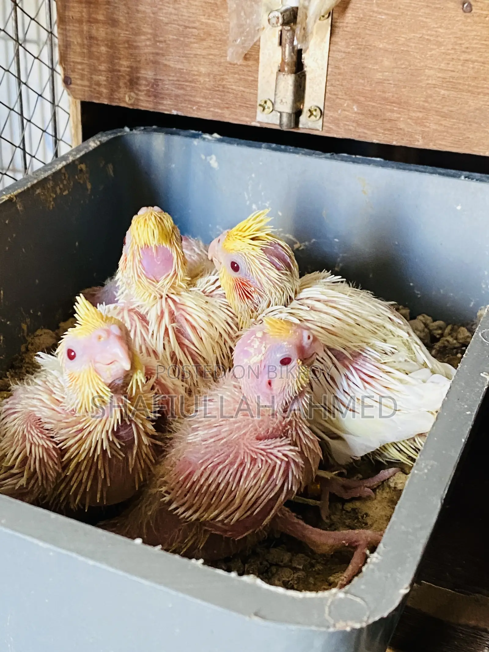 Lutino Cockatiel