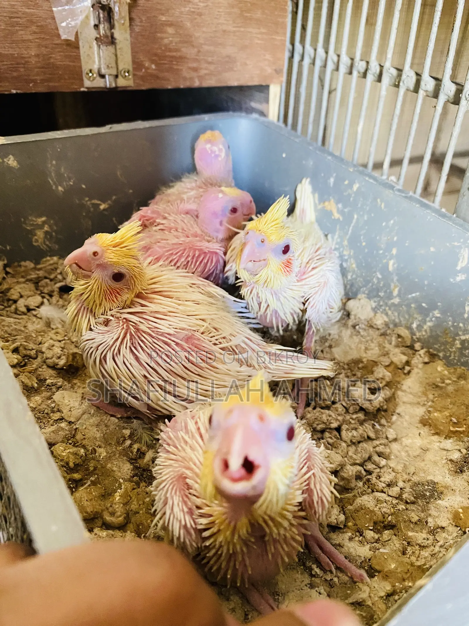 Lutino Cockatiel