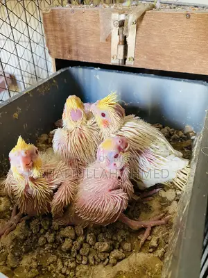 Lutino Cockatiel