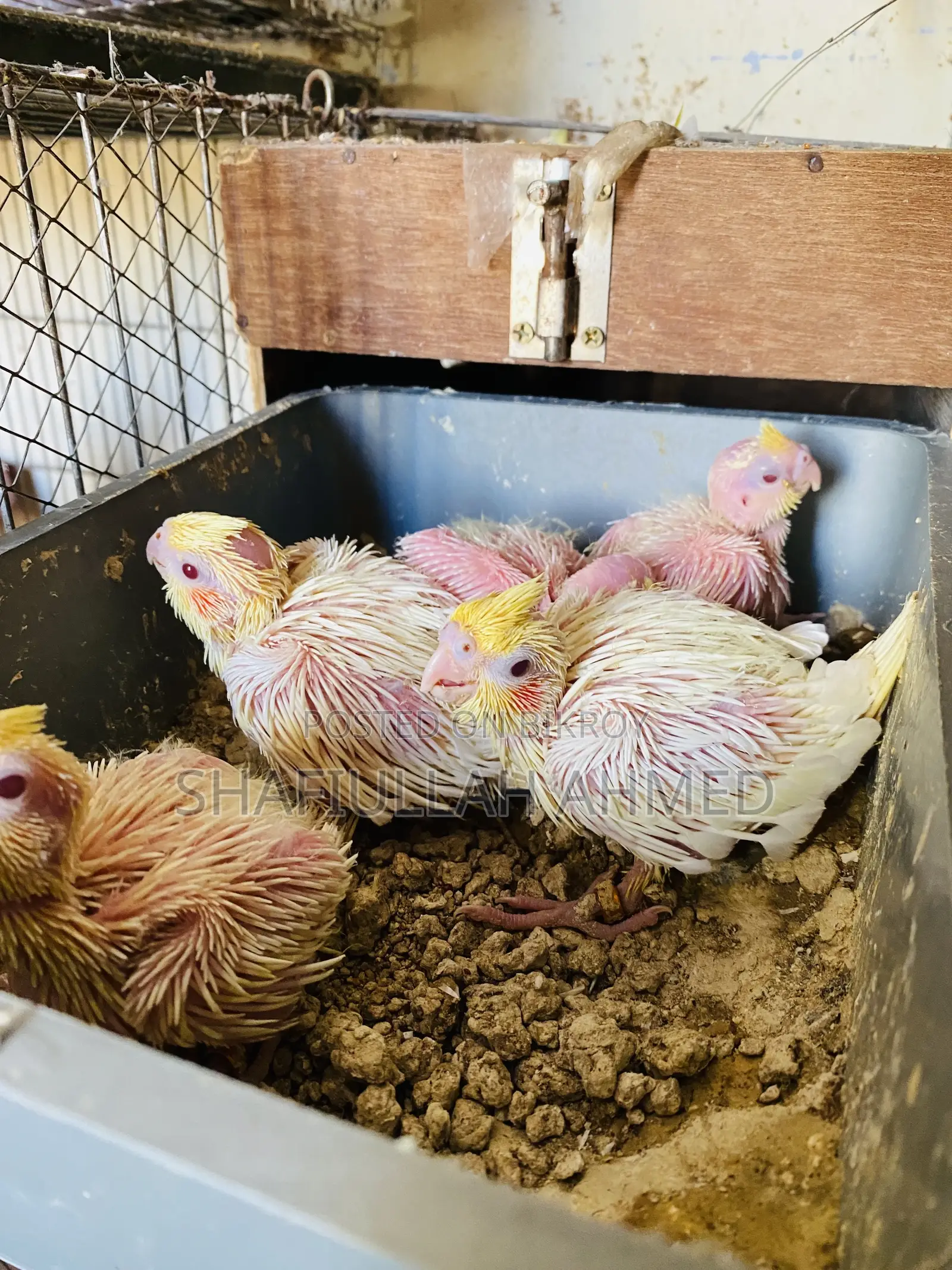 Lutino Cockatiel